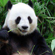 10 måneder efter 4.1: Google Panda 4.2 er en realitet i søgeresultaterne